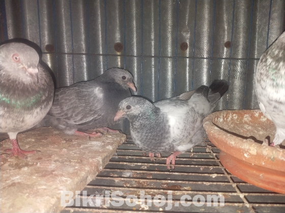 গিরিবাজ